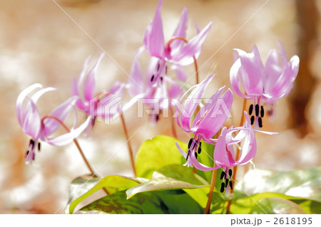 スプリングエフェメラル 2618195