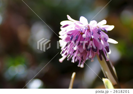 スプリング・エフェメラル スプリング・エフェメラル 2618201