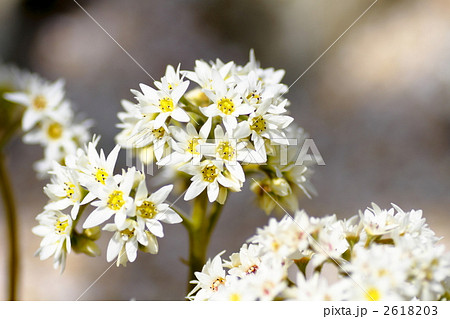 春の花 春の花 2618203