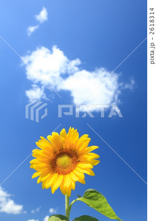 向日葵 向日葵 2618314