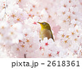 桜とメジロ 2618361