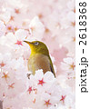 桜とメジロ 2618368