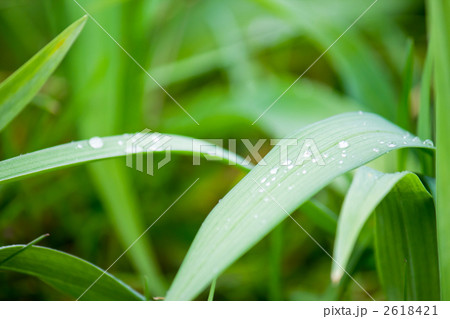 梅雨 梅雨 2618421