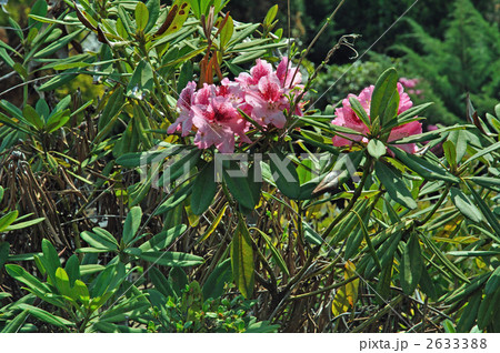 樹木・シャクナゲ（ツツジ科） 2633388