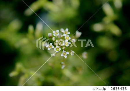 ナズナ_02 ナズナ_02 2633438