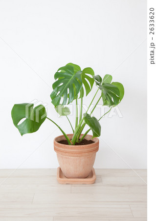 鉢植え 鉢植え 2633620