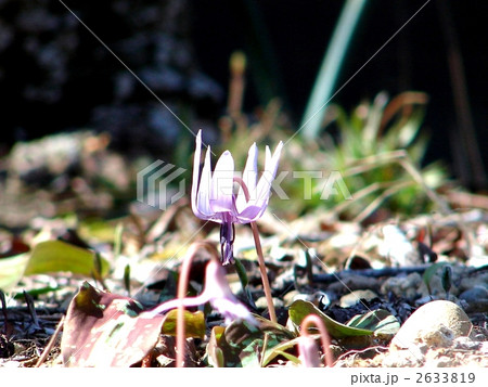 カタクリの花 カタクリの花 2633819
