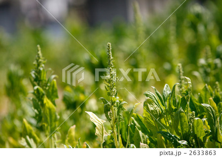 花をつけた畑のホウレン草 花をつけた畑のホウレン草 2633863