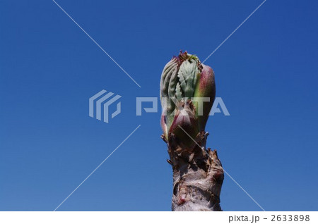 春の山菜の王者、たらの芽 春の山菜の王者、たらの芽 2633898