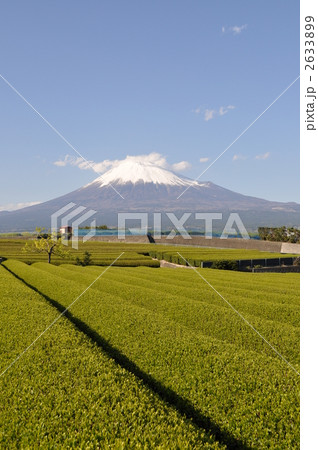 茶畑と富士山 茶畑と富士山 2633899