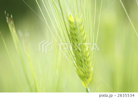 大麦 2635534