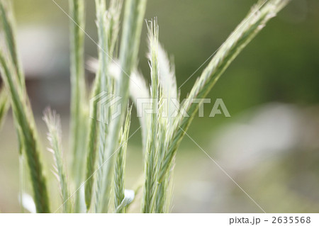 ライ麦 ライ麦 2635568