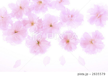 桜のバックグラウンド 2635579