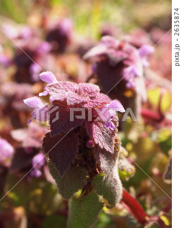 ヒメオドリコソウ 2635874