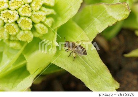 フキノトウとミツバチ 2635876