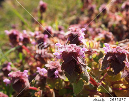 ヒメオドリコソウ 2635877