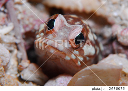 ジョーフィッシュ 2636076