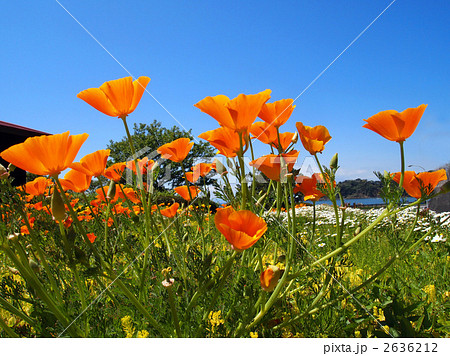 ハナビシソウ 2636212