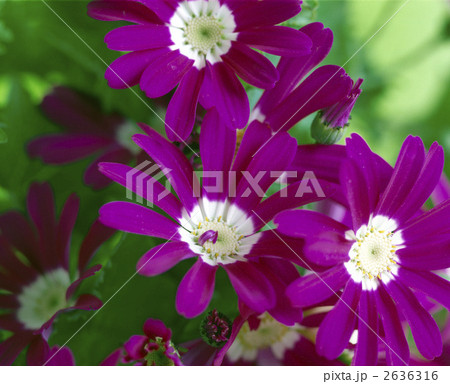 63610 シネラリア 63610 シネラリア 2636316