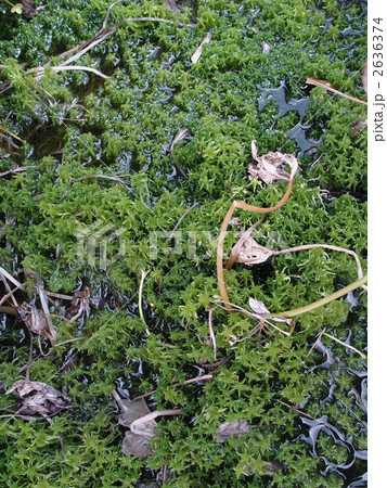 水苔(尾瀬ケ原/群馬県利根郡片品村) 水苔(尾瀬ケ原/群馬県利根郡片品村) 2636374