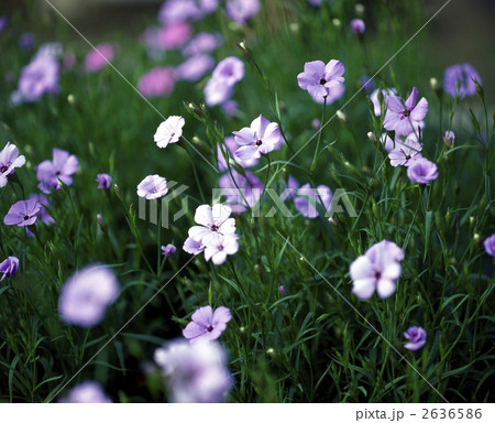 63852 ビスカリア 63852 ビスカリア 2636586