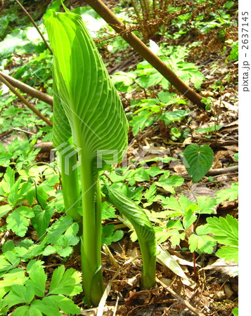 渓流沿いのオオバギボウシ 2637145