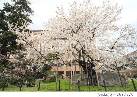 石割桜 石割桜 2637570