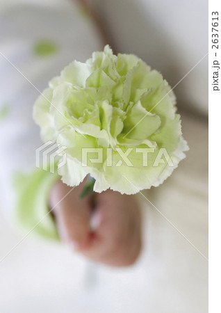 大きいカーネーション 2637613