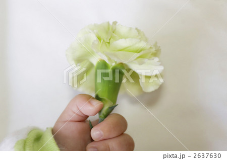 グリーンカーネーション グリーンカーネーション 2637630