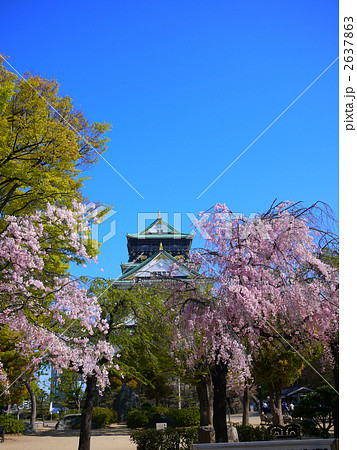 大阪 大阪城天守閣 桜満開 2637863
