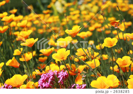 黄色いカリフォルニアポピー 2638285