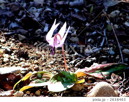 カタクリの花 2638463