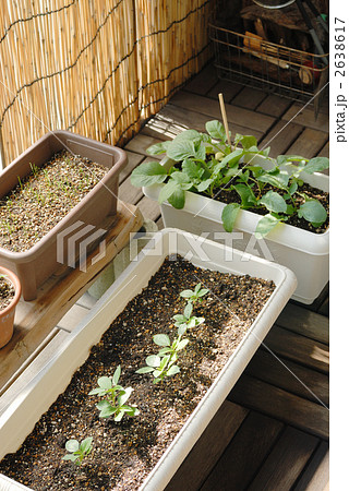 ベランダ菜園 2638617