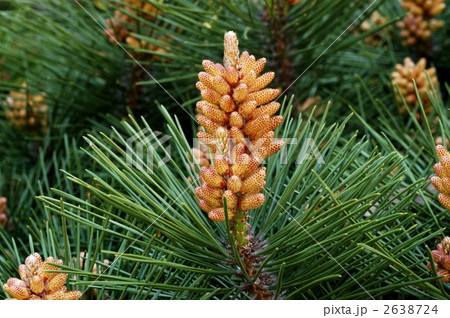 クロマツ(雄花) 2638724