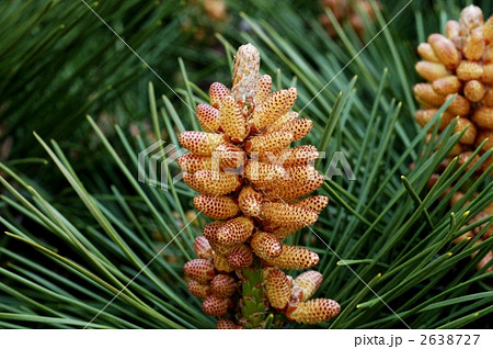 クロマツ(雄花) クロマツ(雄花) 2638727