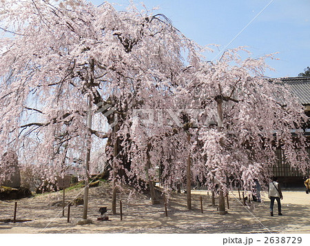 舞台桜 2638729