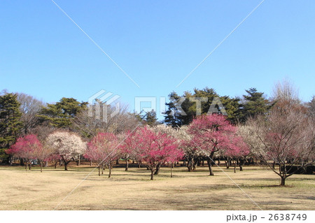 3月　コウバイ・バラ科63 2638749