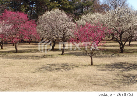 3月　コウバイ・バラ科66 2638752