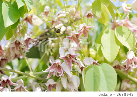 ムベの花 2638945