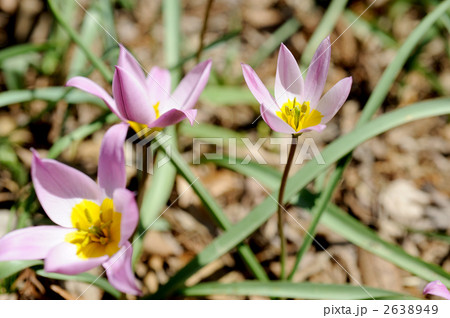 原種チューリップ 2638949