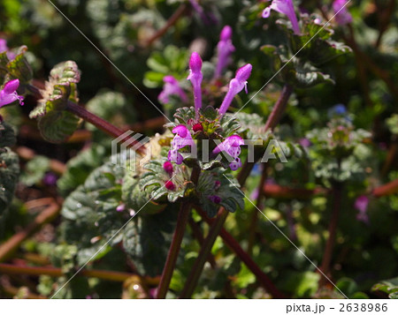 ホトケノザ 2638986