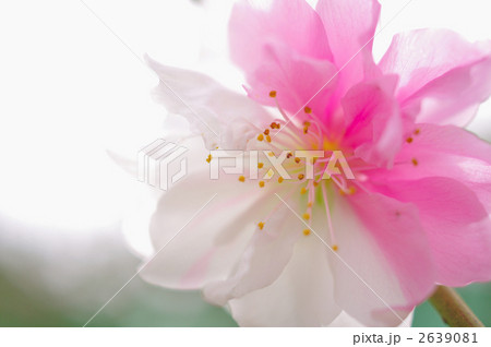 ゲンペイモモの花 2639081