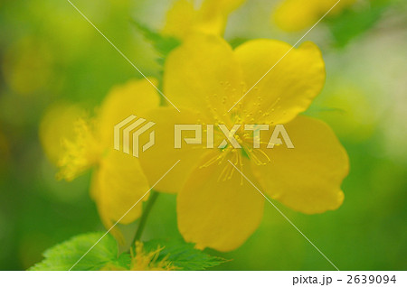 山吹の花 2639094