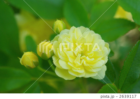 モッコウバラの花 モッコウバラの花 2639117