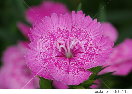 撫子の花 2639119
