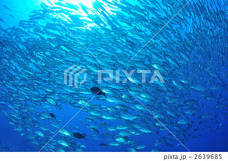 ブルーコーナーに群れるギンガメアジ 2639685