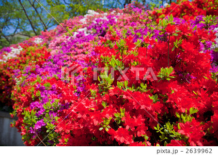 葉山花の木公園のツツジ 2639962