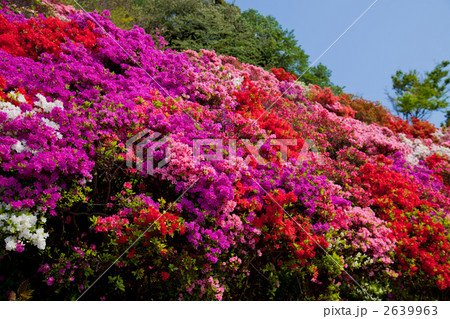 葉山花の木公園のツツジ 2639963