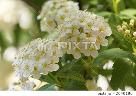 小手毬の花 2640196