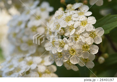 小手毬の花 2640197